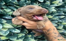 Miniature Dachshund dogs for sale: Long haired Isabella and tan miniature dachshund  - Image 14