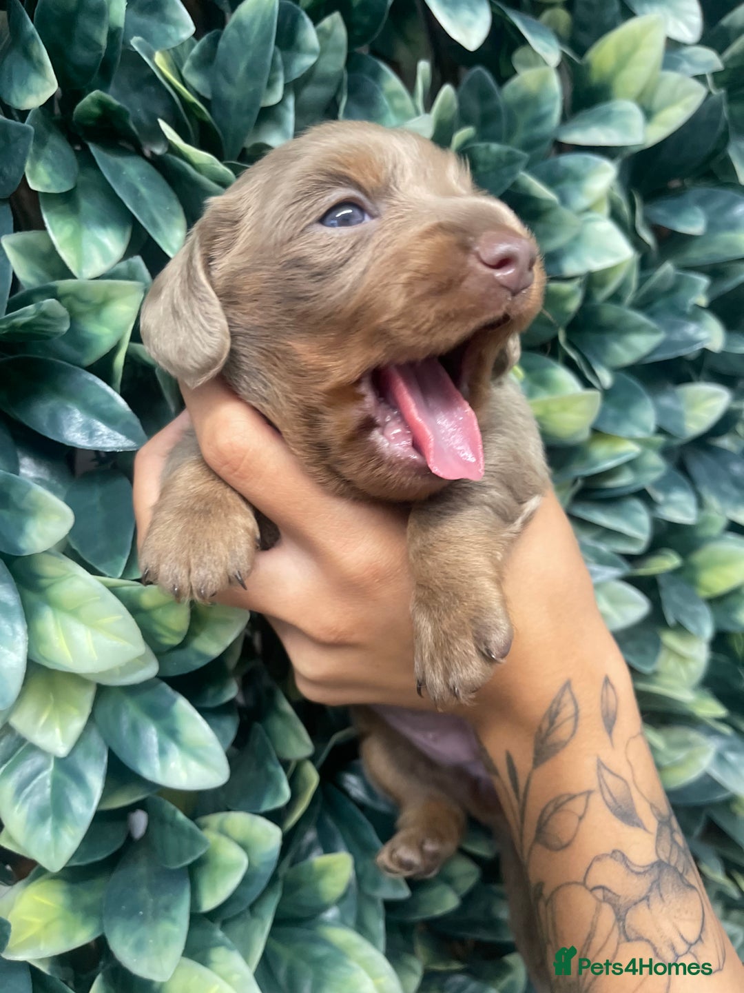 Miniature Dachshund dogs for sale: Long haired Isabella and tan miniature dachshund  - Image 14