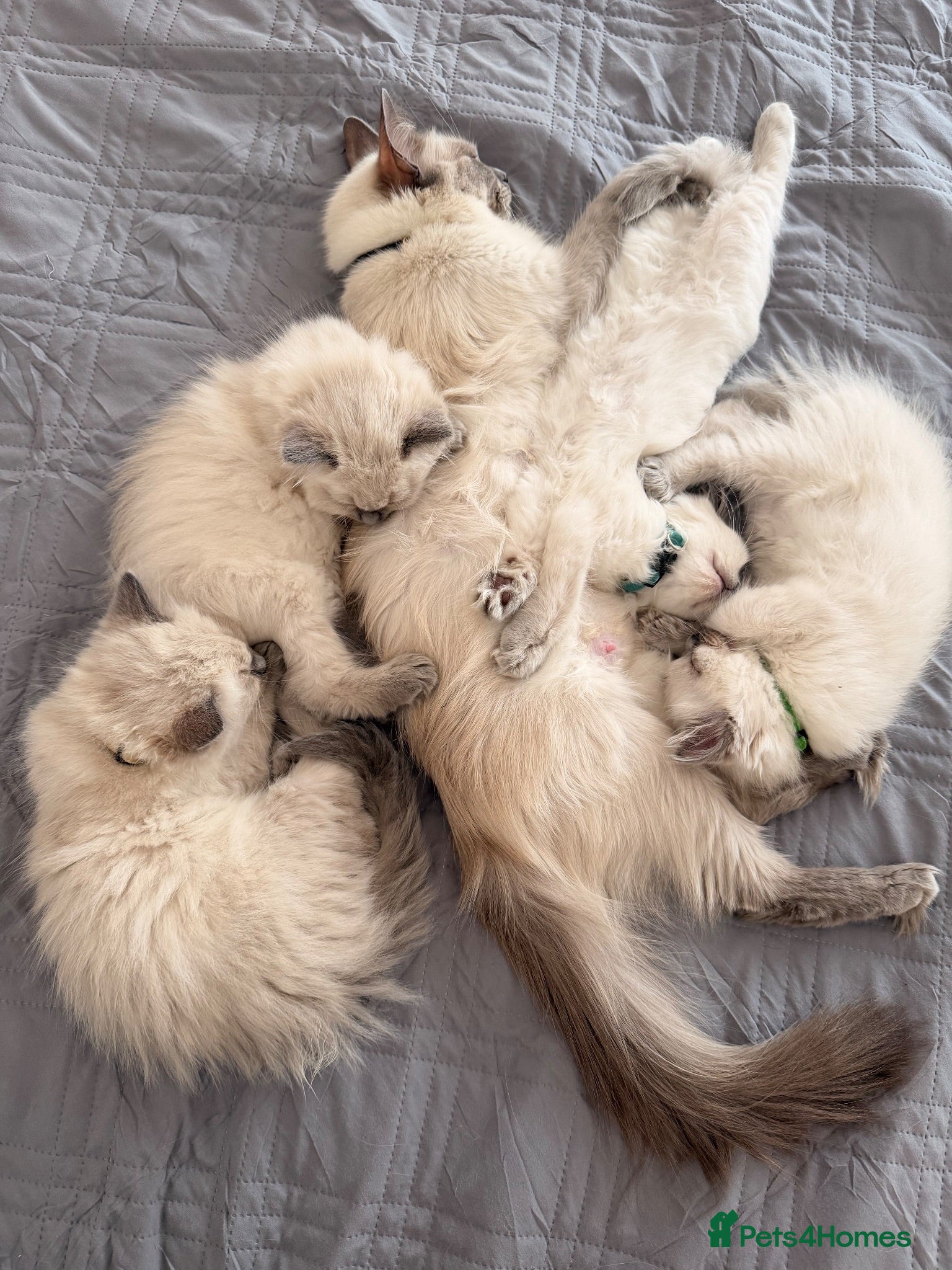 Ragdoll cats Last Blue Point Ragdoll GIRL kitten available  - Advert 1