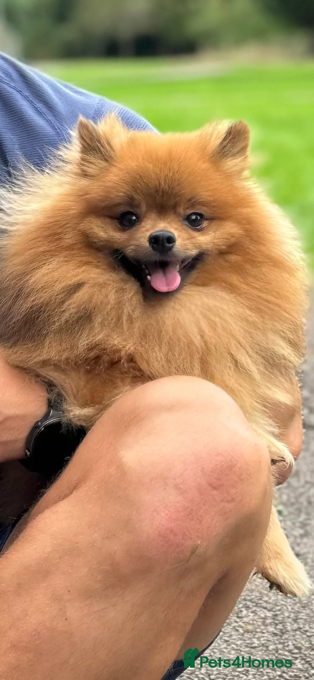 Pomeranian dogs for stud: Orange Sable Pomeranian for Stud in Cheltenham - Advert 4