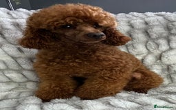 Poodle dogs for stud: KC REG DEEP FOX RED HEALTH TESTED POODLE STUD in Hoddesdon - Image 10