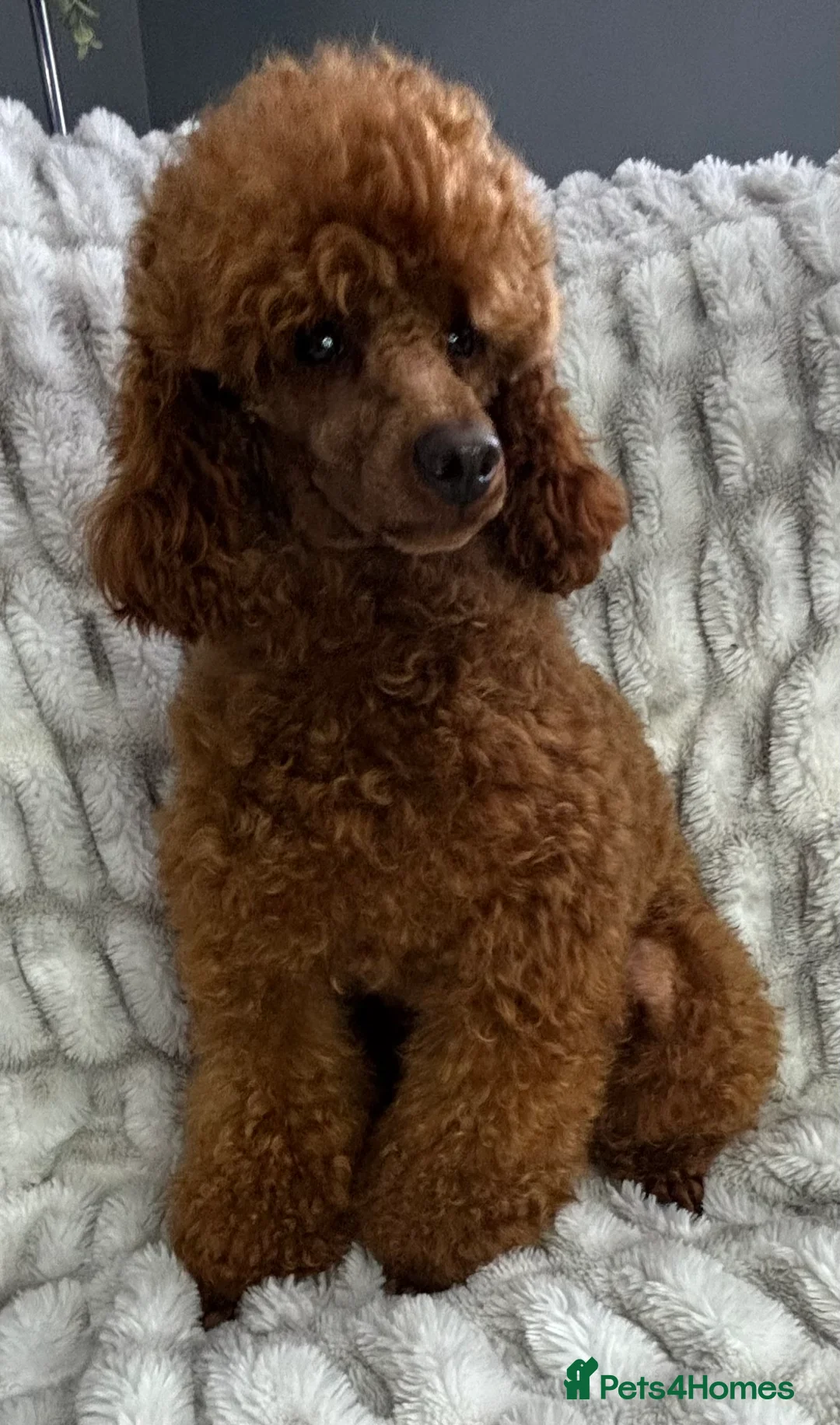 Poodle dogs for stud: KC REG DEEP FOX RED HEALTH TESTED POODLE STUD in Hoddesdon - Advert 10