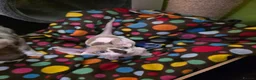 Sphynx cats for sale: Beautiful pedigree sphynx kitten HCM clear parents - Advert 28