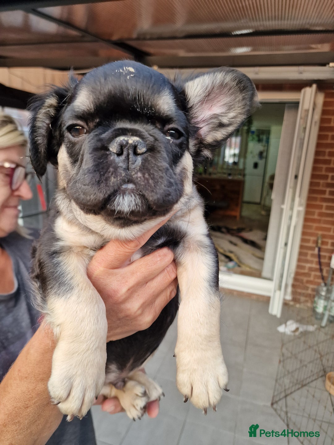 French Bulldog dogs for sale: Reduced! KC Fluffy  French Bulldog READY TO GO! - Image 18