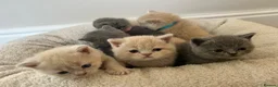 British Shorthair cats for sale: Breathtaking purebred British shorthair kittens - Advert 9