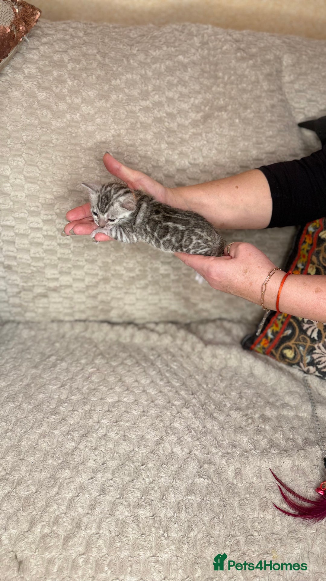 Bengal cats for sale: Pure Bengal kittens for sale  - Advert 10