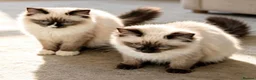 Ragdoll cats for sale: Stunning fully vaccinated ragdoll kittens - Advert 1