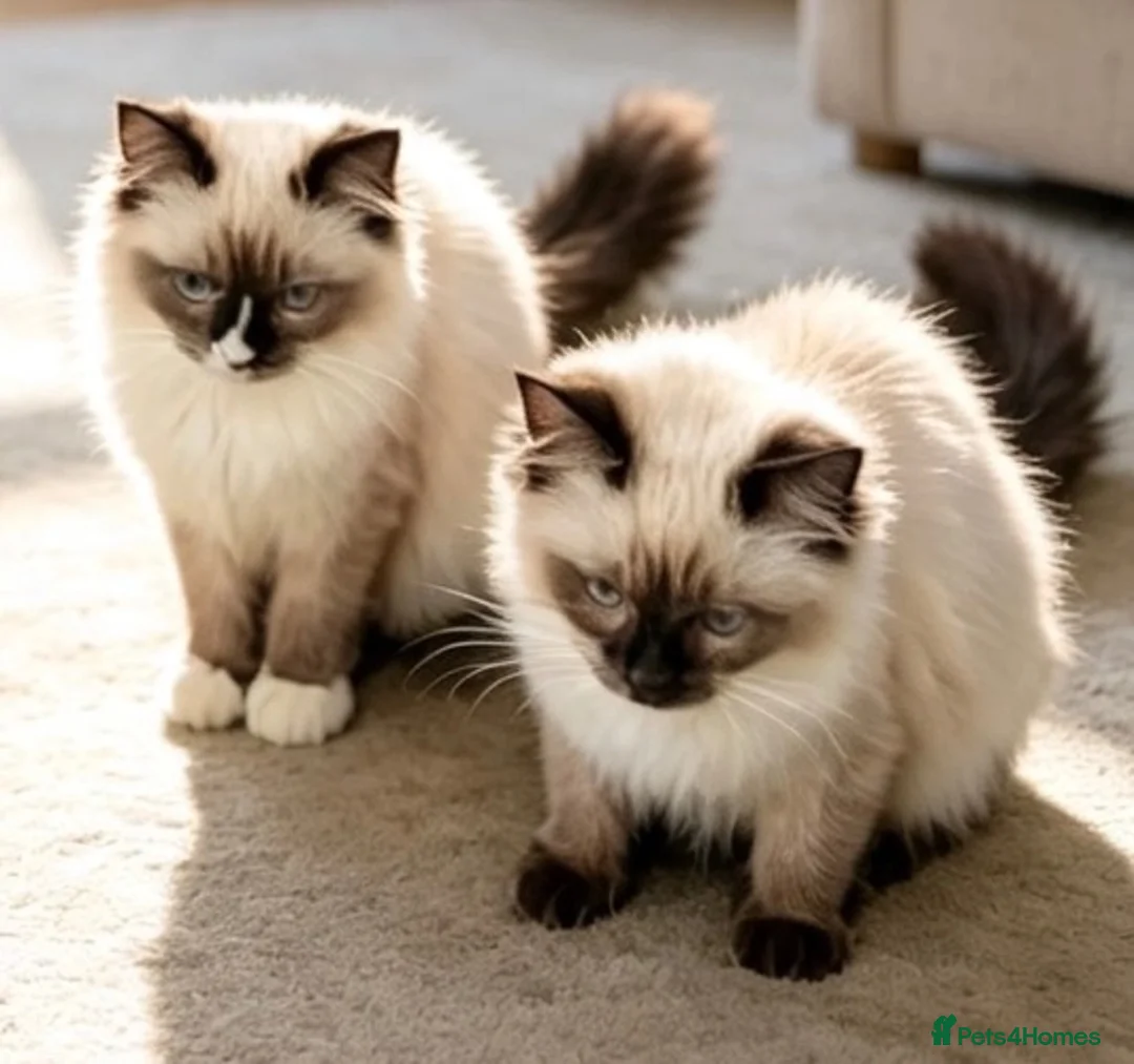 Ragdoll cats for sale: Stunning fully vaccinated ragdoll kittens - Advert 1