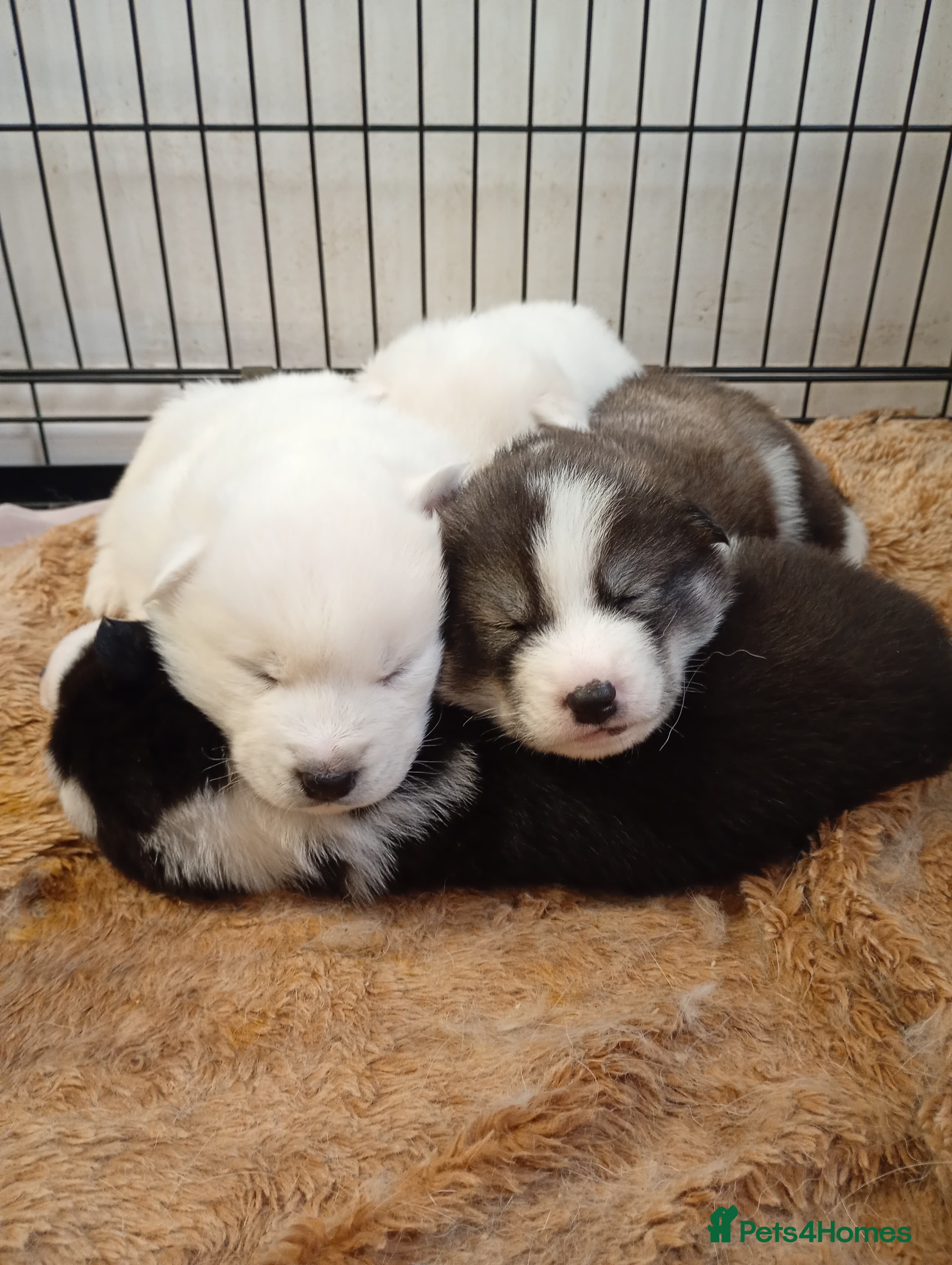 Mixed Breed dogs Samsky puppies - Advert 1