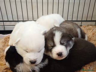 Mixed Breed dogs Samsky puppies - Advert 2