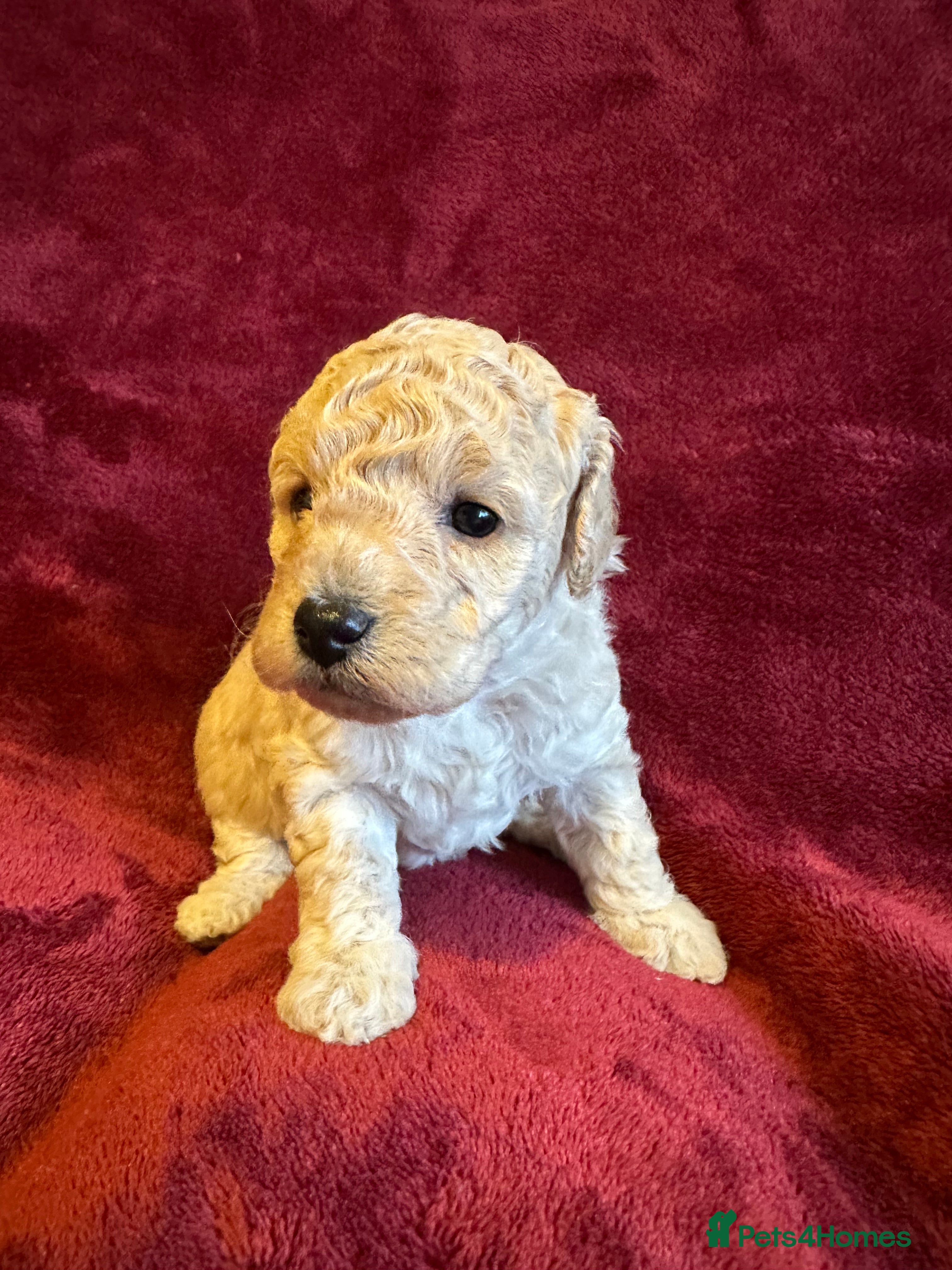 Toy Poodle dogs 💫🐩Extensively Health tested KC Toy Poodles 🐩💫 - Advert 3