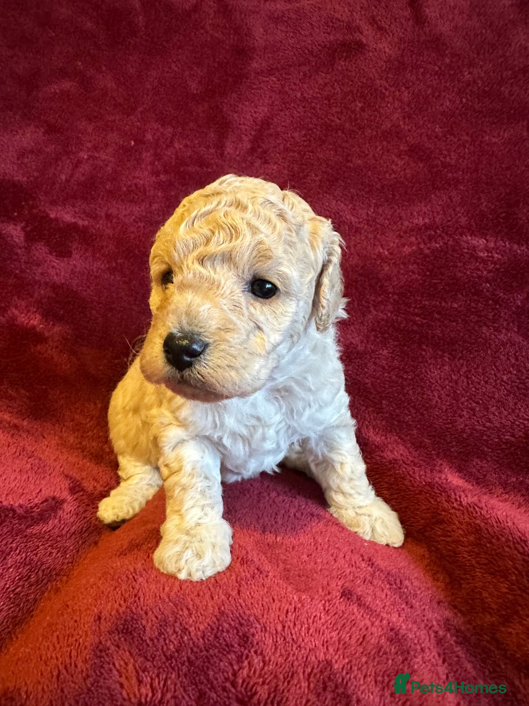 Toy Poodle dogs for sale: 💫🐩Extensively Health tested KC Toy Poodles 🐩💫 - Advert 10