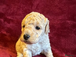 Toy Poodle dogs 💫🐩Extensively Health tested KC Toy Poodles 🐩💫 - Advert 5