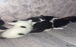 British Shorthair cats for sale: 6 beautiful black and white kittens - Image 12