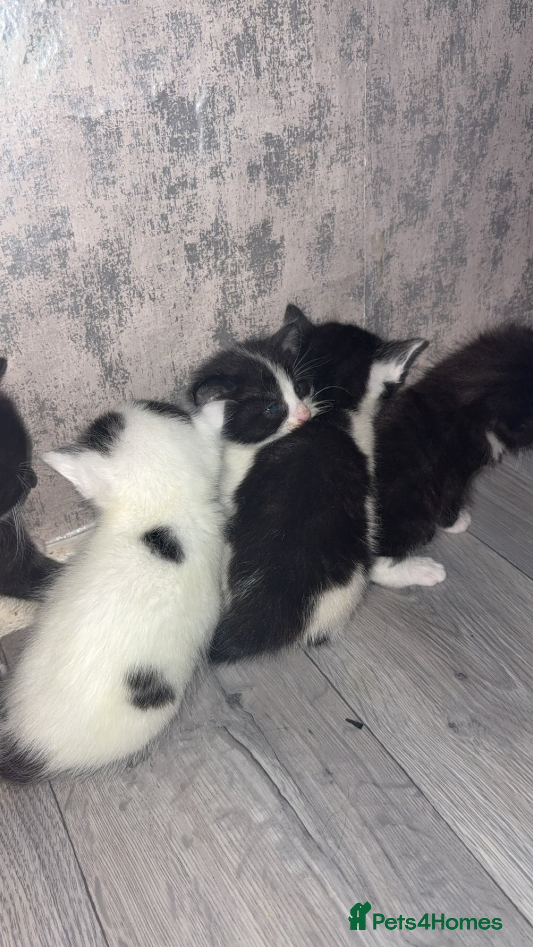 British Shorthair cats for sale: 6 beautiful black and white kittens - Image 12