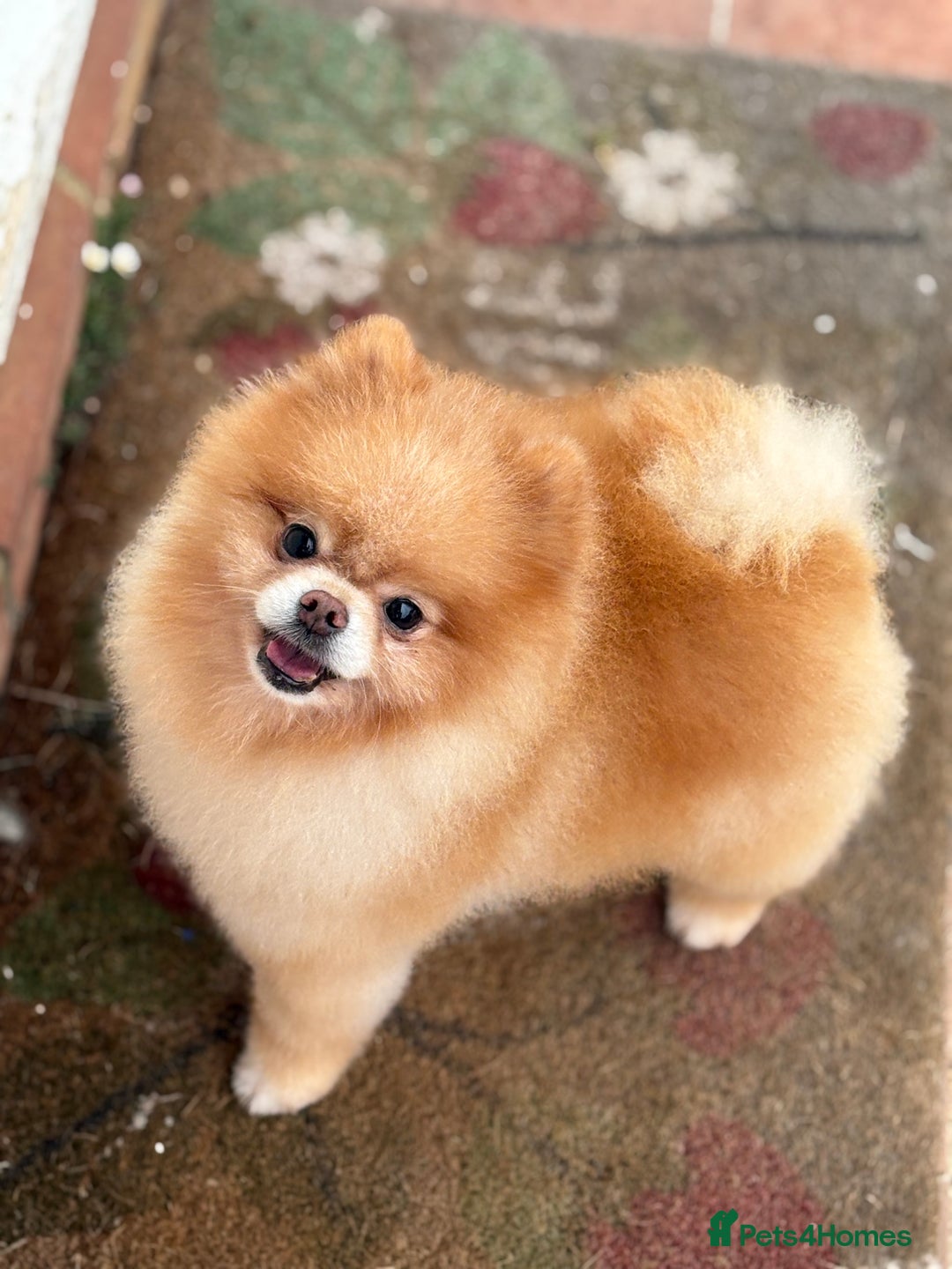 Pomeranian dogs for sale: Pomeranian puppies - Image 12