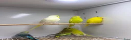 Budgerigars birds for sale: Baby budgies  - Advert 12