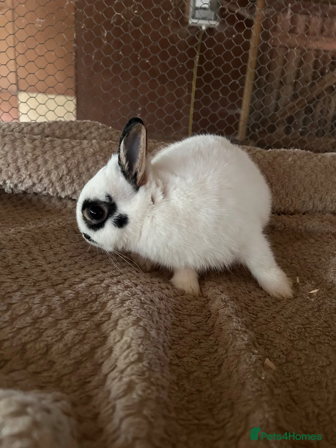 Netherland Dwarf rabbits for sale: Lovely pure Netherland Dwarf boys  - Advert 2