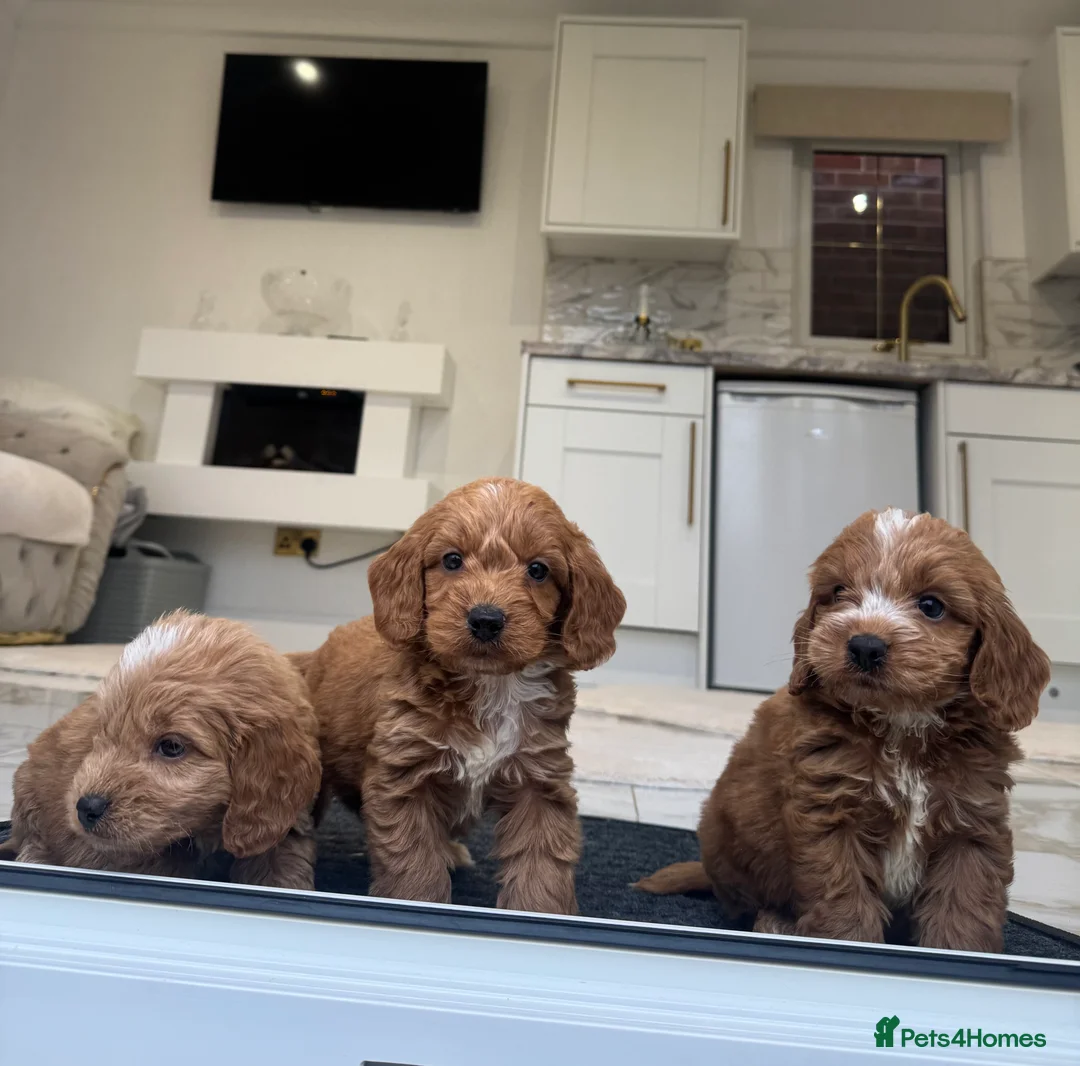 Cockapoo dogs for sale: F1 COCKAPOOS pra clear (council lincesed) - Advert 12