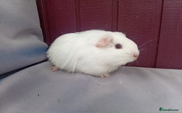 Guinea Pig rodents for sale: Baby guinea pigs  - Image 3