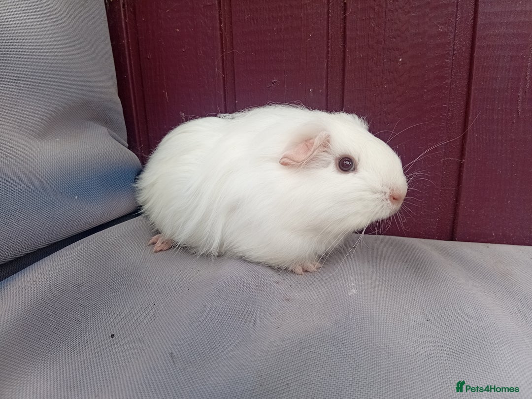 Guinea Pig rodents for sale: Baby guinea pigs  - Image 3