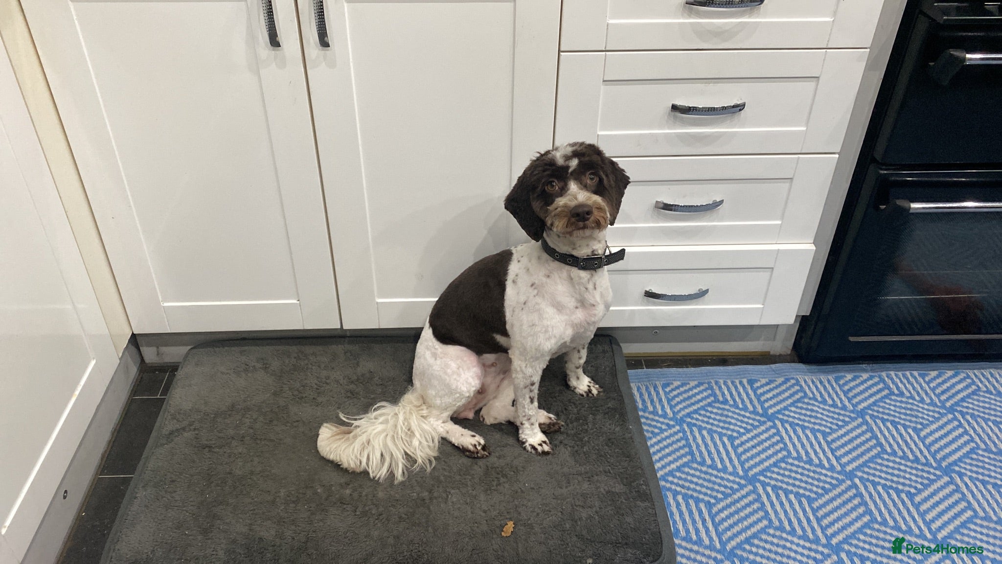 Cockapoo dogs Last female cockerpoo for sale  - Advert 3