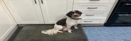 Cockapoo dogs for sale: Last female cockerpoo for sale  - Advert 1
