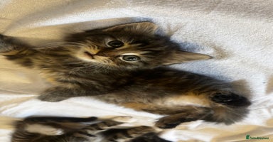 Norwegian Forest Cat cats - Advert 16