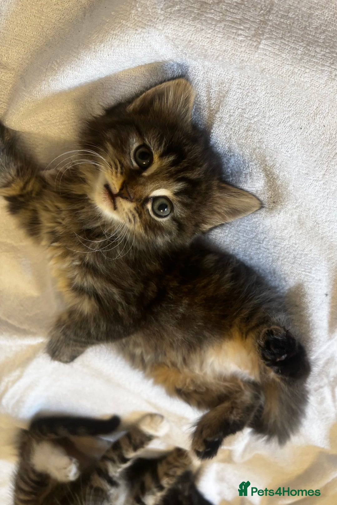 Norwegian Forest Cat cats for sale: Beautiful fluffy kittens - Image 30