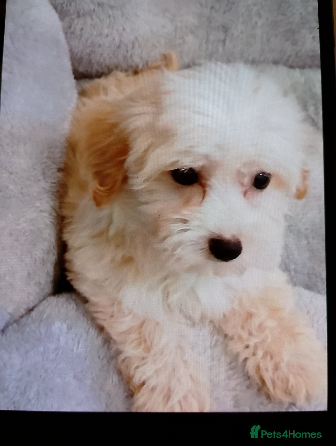 Maltipoo dogs for sale: Maltipoo puppies boy and girl available  - Image 5