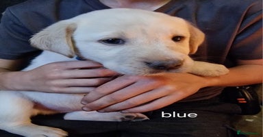 Labrador Retriever dogs - Advert 2