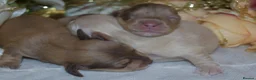 Miniature Dachshund dogs for sale: KC Long Coat Miniature Dachshund Puppies - Advert 11