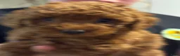 Miniature Poodle dogs for sale: Deep red kc reg miniture poodle puppy’s  - Advert 14