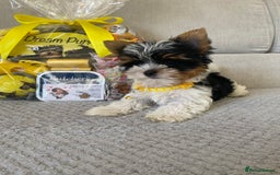 Yorkshire Terrier dogs for sale: Beautiful very small xxxs Biewer Yorkshire Terrier - Image 8