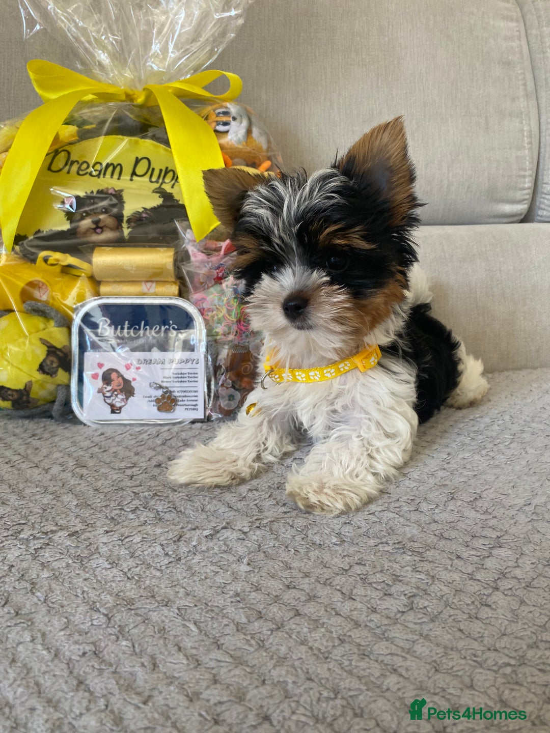 Yorkshire Terrier dogs for sale: Beautiful very small xxxs Biewer Yorkshire Terrier - Image 8