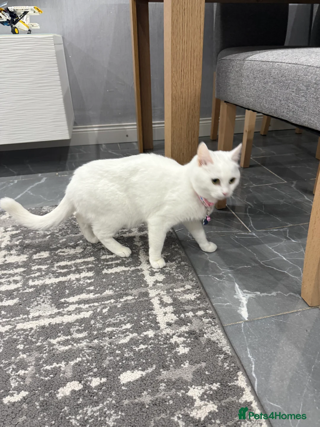 Turkish Angora cats for sale: Rosie 2 years old and Brownie 8 months old  - Advert 3