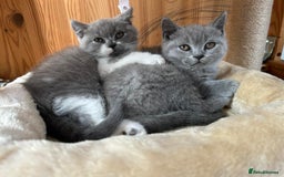 British Shorthair cats for sale: British shorthair kittens - Image 6