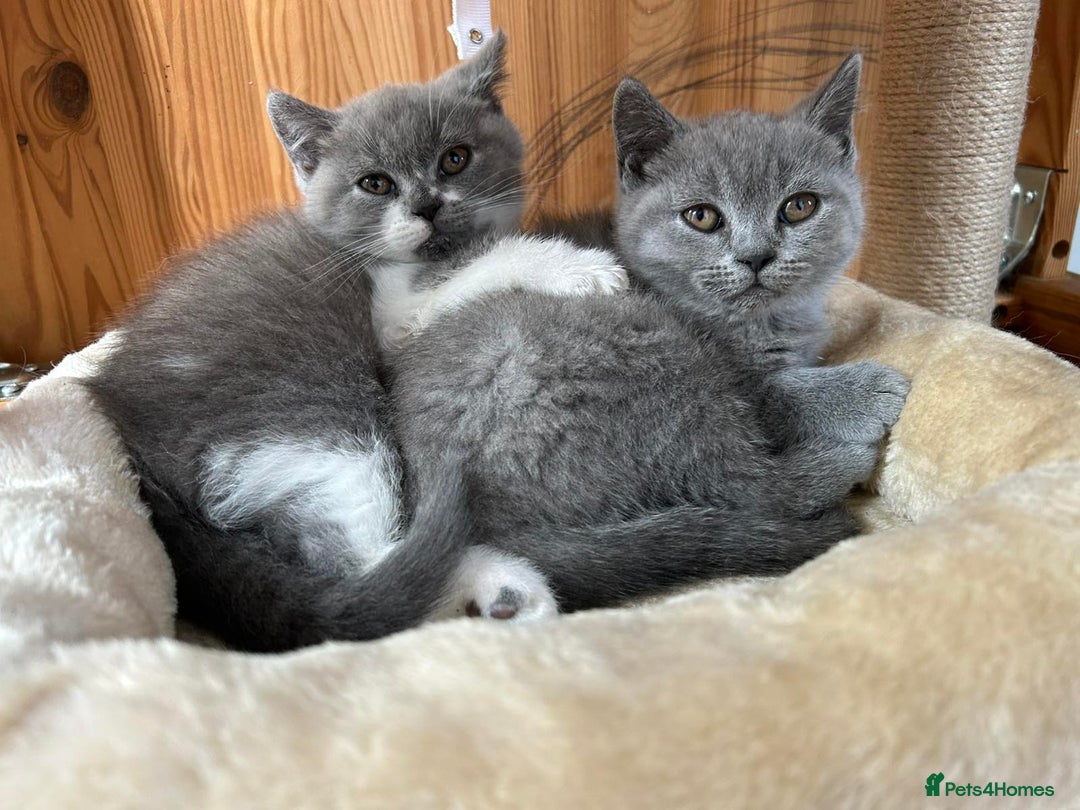 British Shorthair cats for sale: British shorthair kittens - Image 6