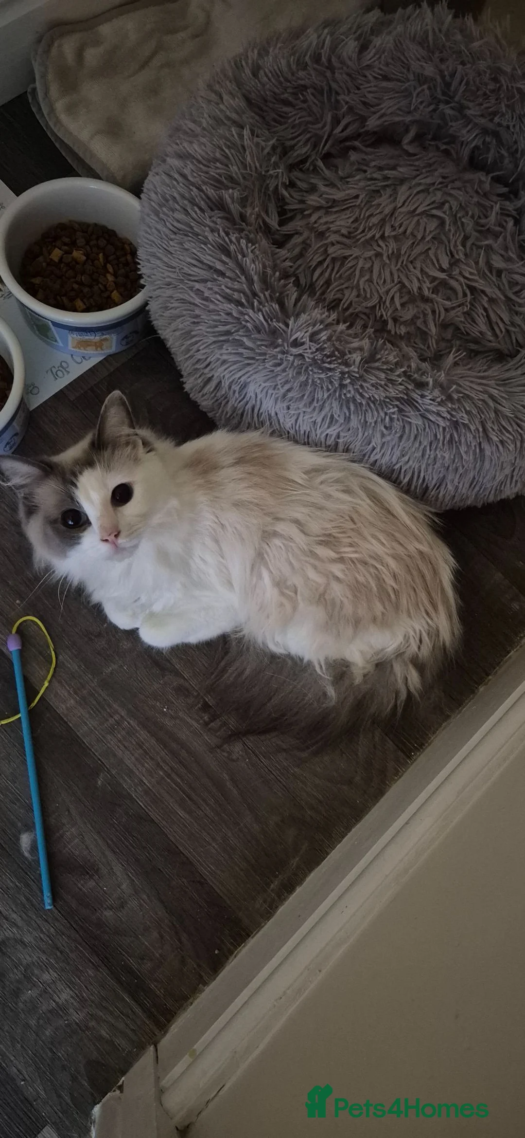 Ragdoll cats for sale: Beautiful Female Ragdoll Looking for a Loving Home - Advert 2