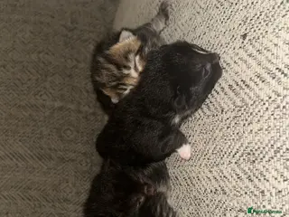 Mixed Breed cats 4 beautiful kittens - Advert 6