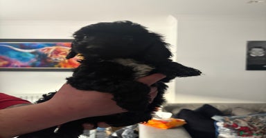 Sproodle dogs F2 Sproodle Puppies - Advert 12