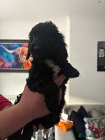 Sproodle dogs F2 Sproodle Puppies - Advert 12