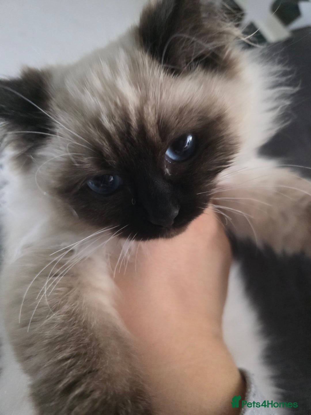 Ragdoll cats for sale: Beautiful ragdoll kittens 1 female left - Advert 17