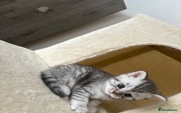British Shorthair cats for sale: Golden british short hair kittens - Image 9