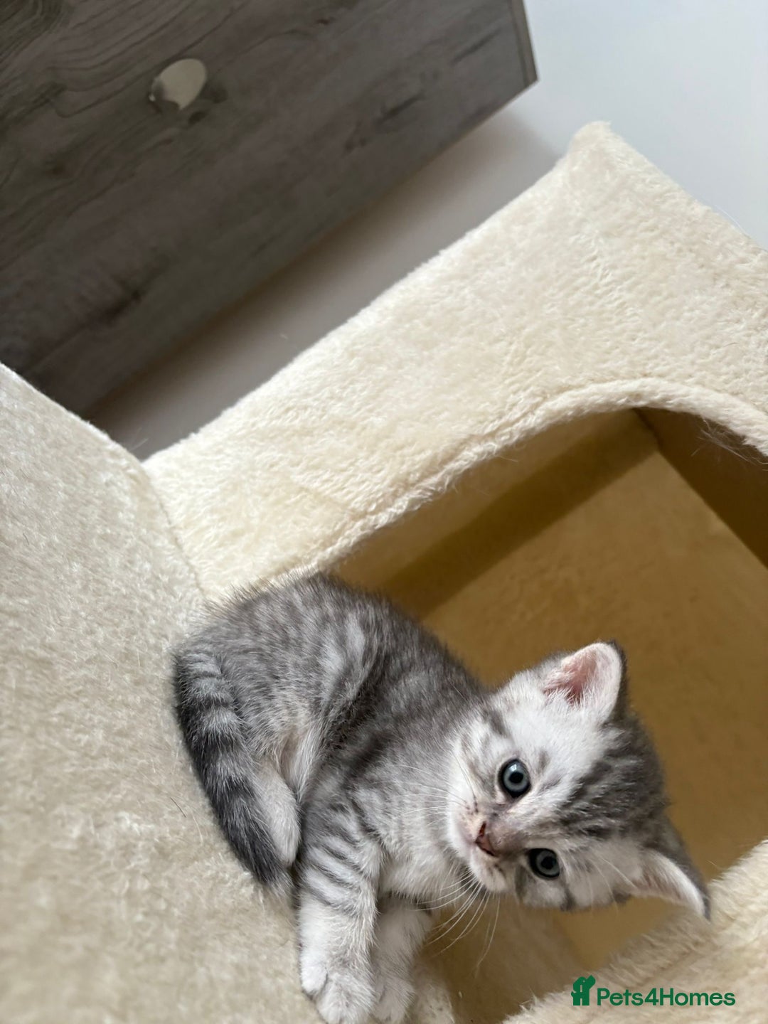 British Shorthair cats for sale: Golden british short hair kittens - Image 9