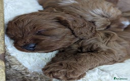 Cavapoo dogs for sale: Waiting List now open - DARK RED PREMIUM QUALITY - Image 32
