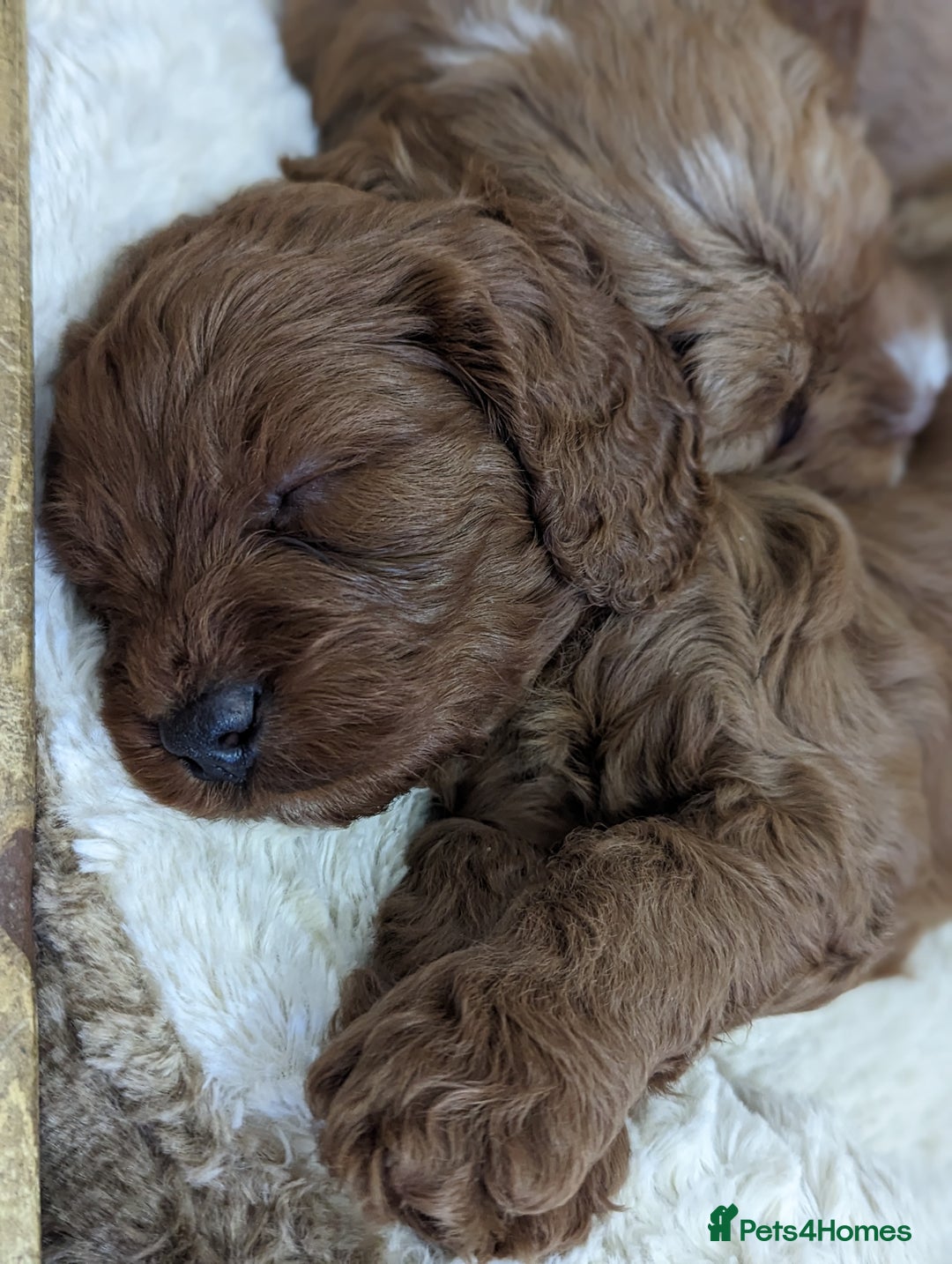 Cavapoo dogs for sale: Waiting List now open - DARK RED PREMIUM QUALITY - Image 32