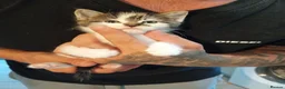 Domestic Shorthair cats for sale: Stunning litter of 4 - Advert 21