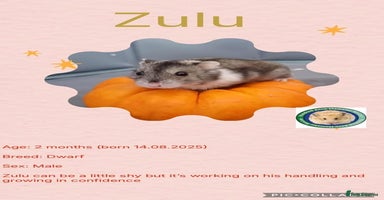 Hamster rodents - Advert 3