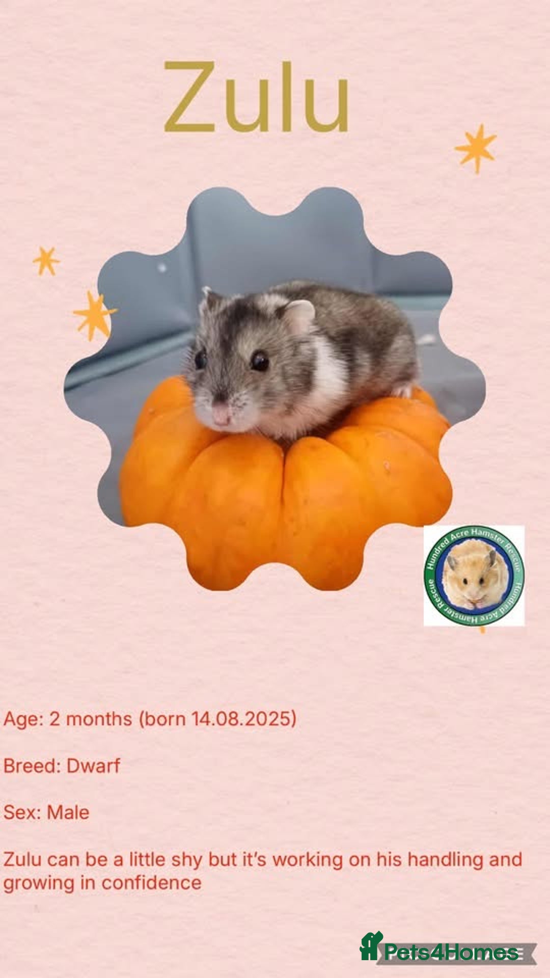 Hamster rodents for sale: Hamsters for adoption  - Image 2